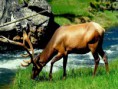 /album/galeria-de-fotos/antilopes-jpg/