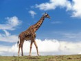 /album/galeria-de-fotos/girafa-jpg/