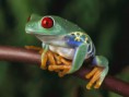 /album/galeria-de-fotos/r%c3%a3-jpg/