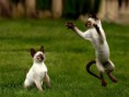 /album/galeria-de-fotos/gatos-jpg/
