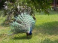 /album/galeria-de-fotos/pav%c3%a3o-jpg/