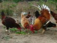 /album/galeria-de-fotos/galinhas2-jpg1/