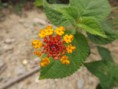 /album/galeria-de-fotos/flor2-jpg/