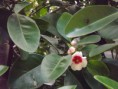 /album/galeria-de-fotos/flor-jpg/