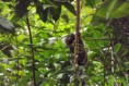 /album/galeria-de-fotos/sagui4-jpg/