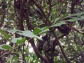/album/galeria-de-fotos/familia-sagui-jpg/