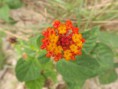 /album/galeria-de-fotos/flor3-jpg/
