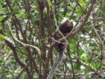 /album/galeria-de-fotos/sagui3-jpg/