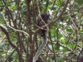 /album/galeria-de-fotos/sagui2-jpg/