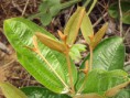 /album/galeria-de-fotos/plantula-jpg/